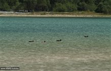 Enten am Dürrensee