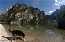 Hund am Pragser Wildsee