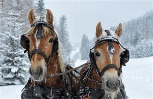 Pferdeschlittenfahrten