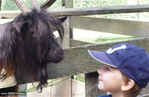 Ziege im Wildpark Toblach