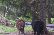 Büffel im Wildpark in Toblach