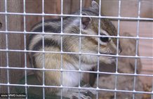 Tiere im Wildpark Toblach