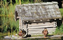 Enten am Wasser des Kurparks Niederdorf
