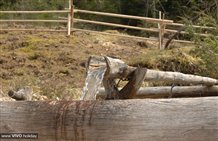 Trog am Drauursprung