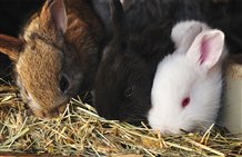 Hasen im Minizoo in Niederdorf