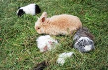 Kleintiere im Niederdorfer Minizoo